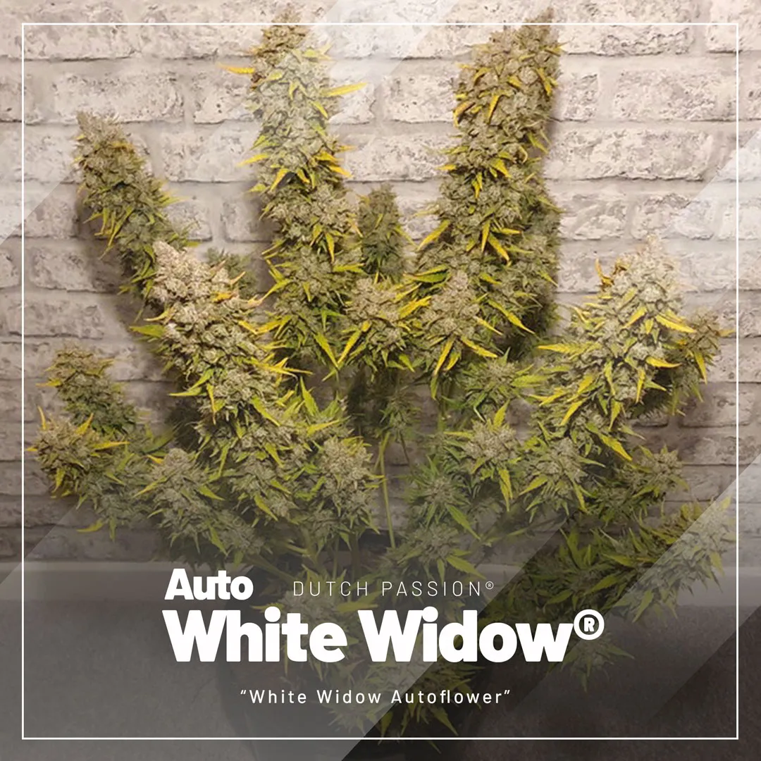 top-selling-autoflowers-2023-Auto-White-Widow