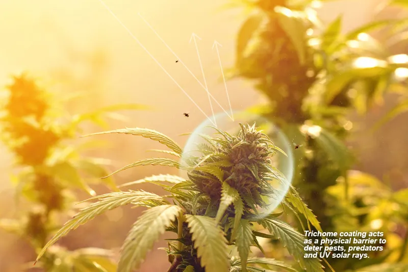 The trichome coating protects as a physical barrier