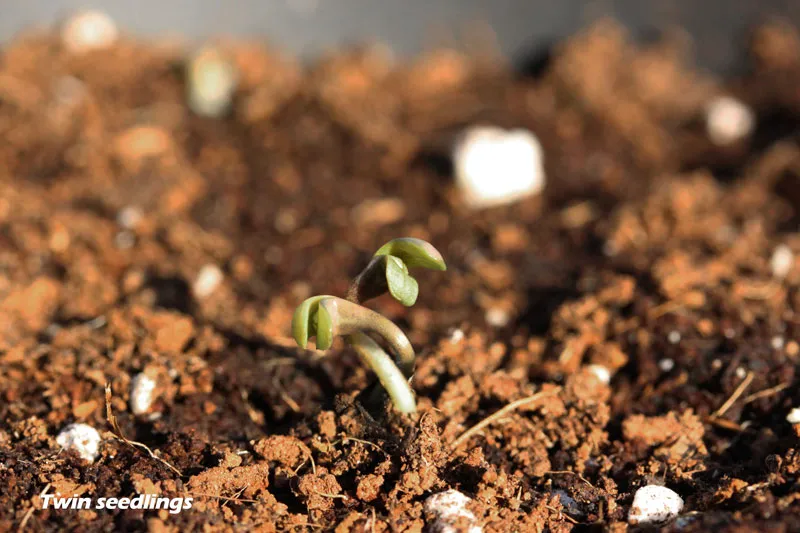 Twin seedlings in soil