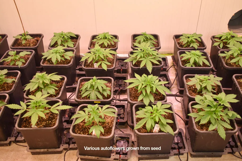 various-autoflowers-grown-from-seeds