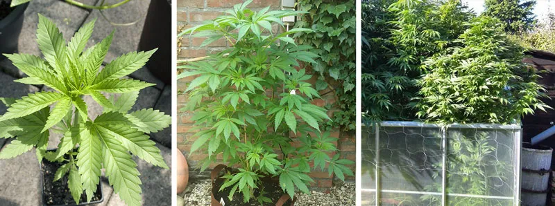Cannabis vegetative stage (3-15 weeks)