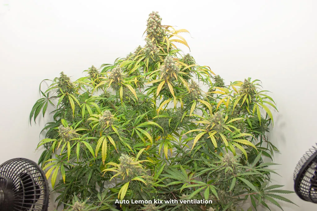 Auto Lemon Kix with ventilation