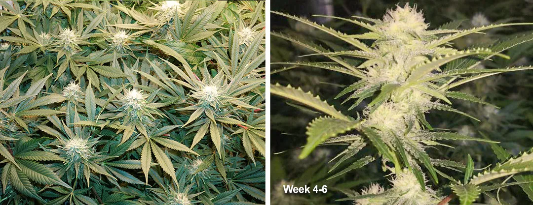 week-4-6-flowering-of-cannabis-plants