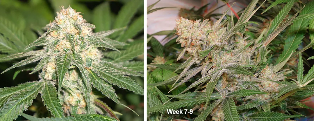 week-7-9-flowering-of-cannabis-plants