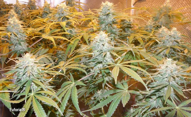 What is skunk and how did it evolve? Euforia
