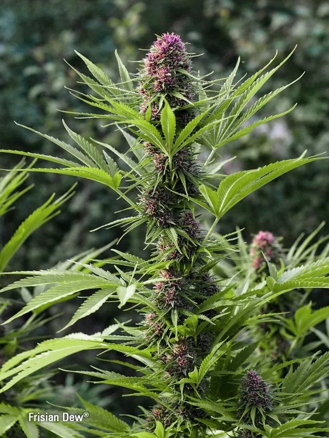 What is skunk and how did it evolve? Frisian Dew
