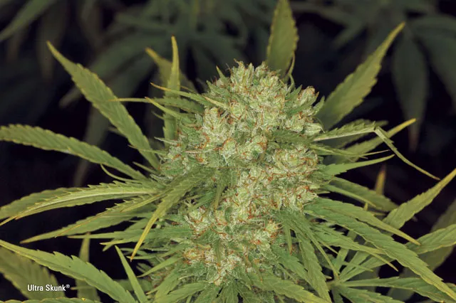 What is skunk and how did it evolve? Ultra Skunk