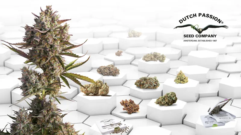 The best cannabis strains for you