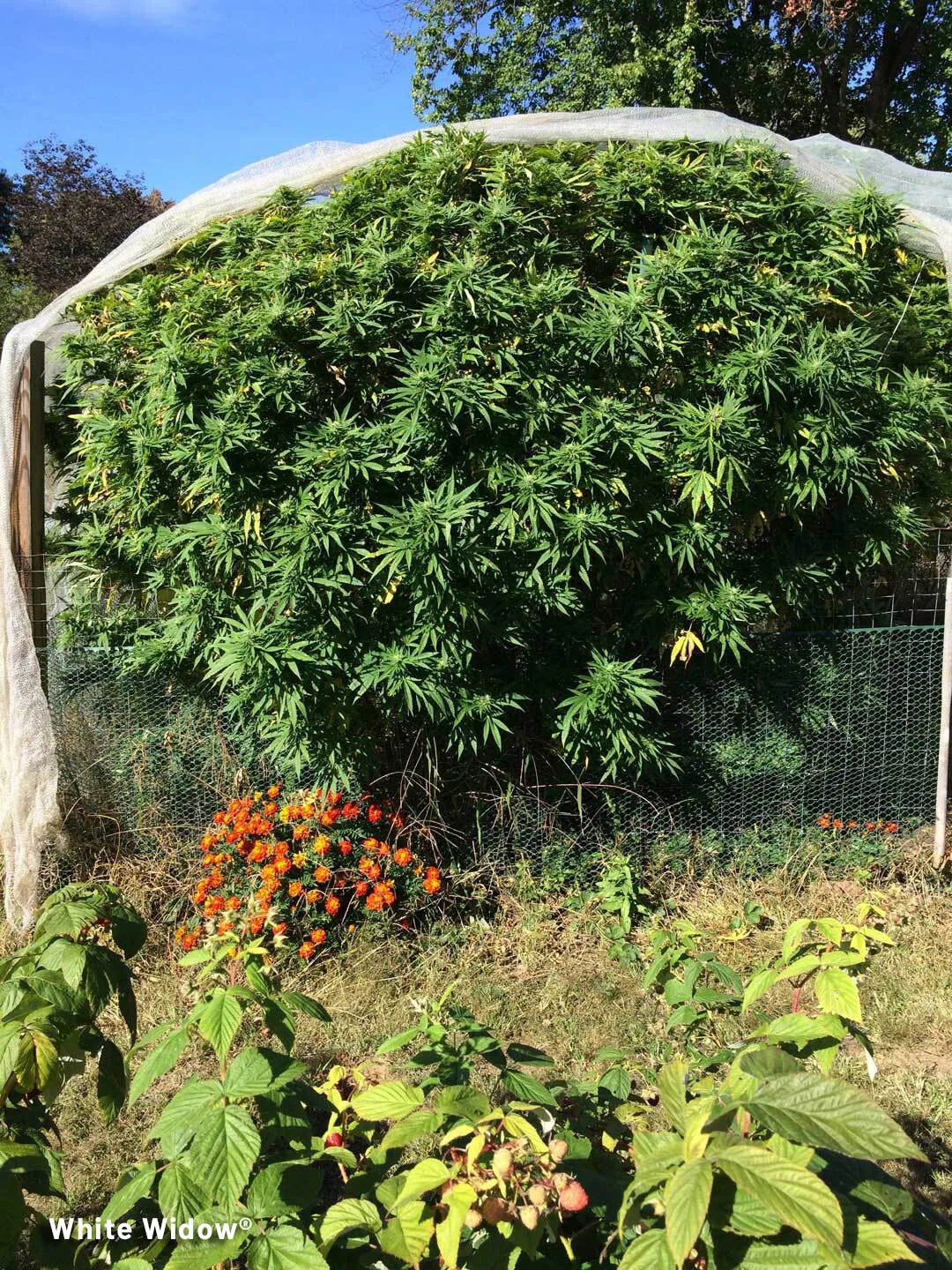 white-widow-by-dutch-passion-grown-outdoors(