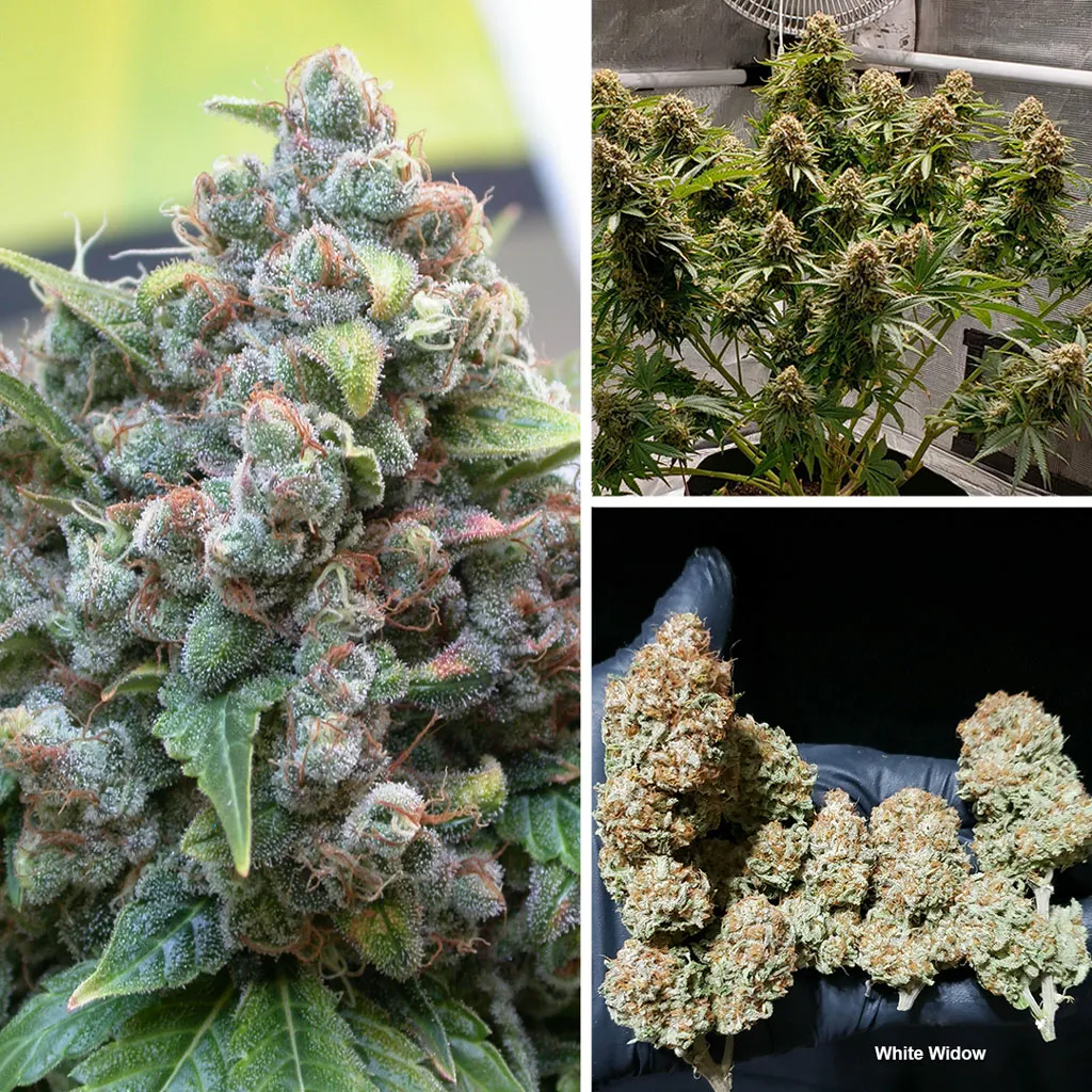 white-widow-classic-by-Dutch-Passion-seed-company-good-for-sog