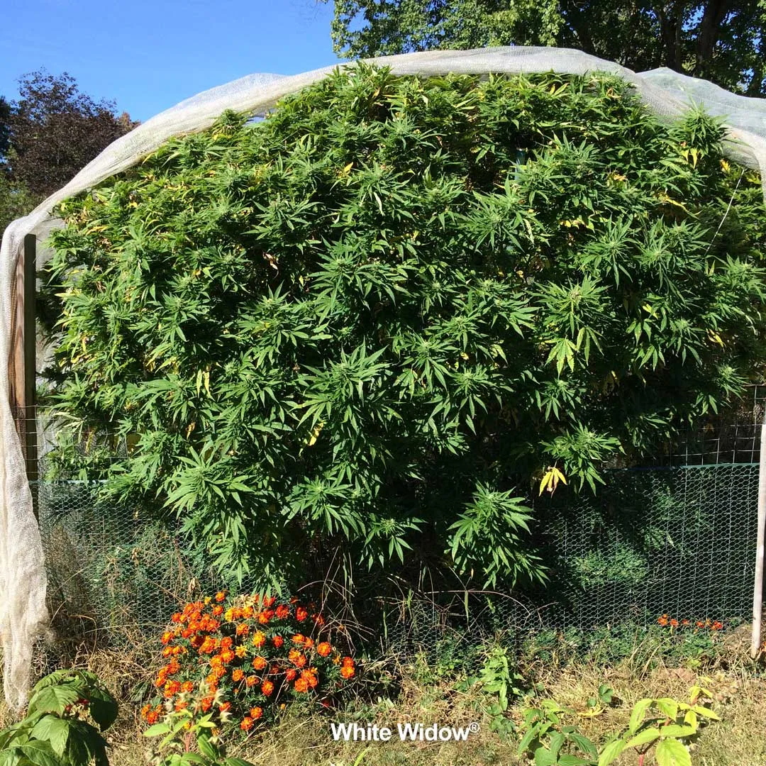 white-widow-outdoor-grown-huge-by-dutch-passion-seed-company