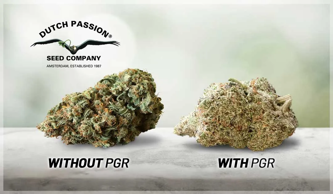with-or-without-PGR-cannabis-buds-different-looks
