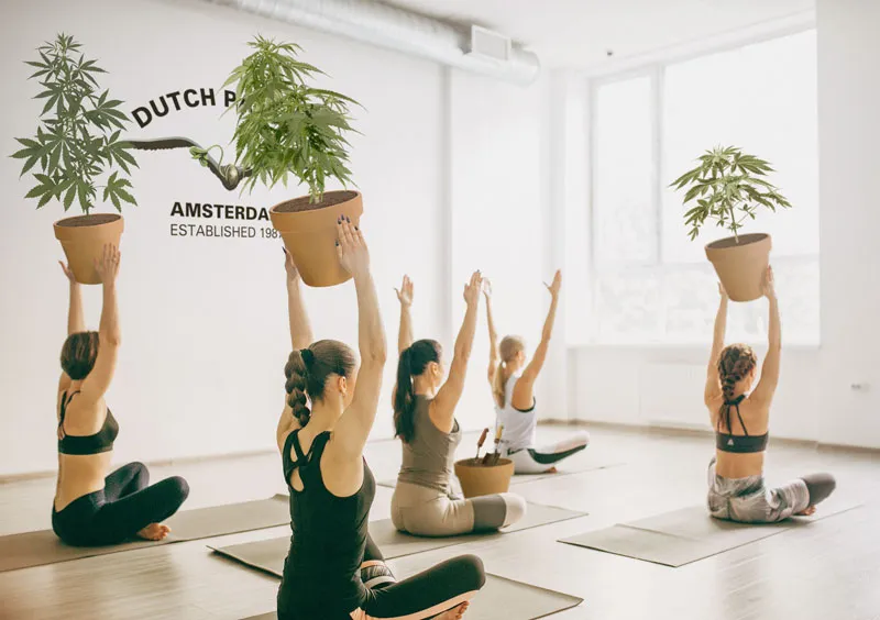 cannabis-yoga-health-dutch-passion-cbd-thc-increase-your-high-naturally