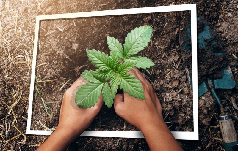 Top 5 strains to grow in small spaces | Dutch Passion