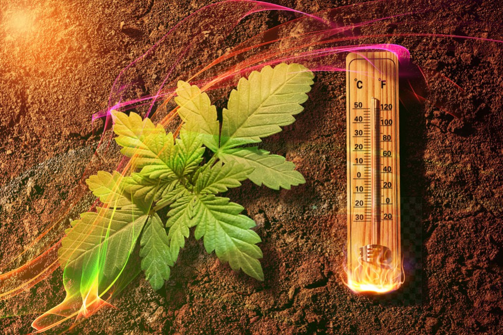 Cannabis Hitzestress-Symptome & Heilung in Bildern