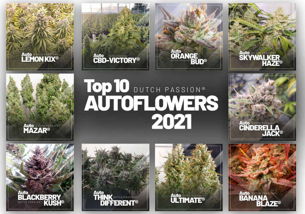 Top 10 Autoflower Cannabis Seeds of 2022 | Dutch Passion
