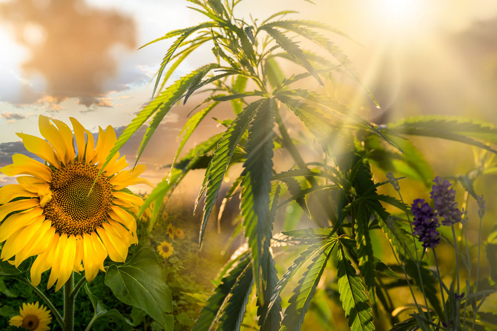 Cannabis Companion Plant Ideas and Tips | Dutch Passion