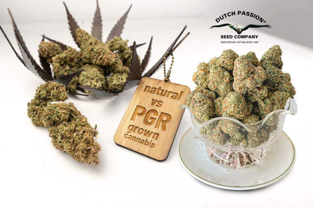 What is PGR Weed vs Organic Cannabis ? | Dutch Passion