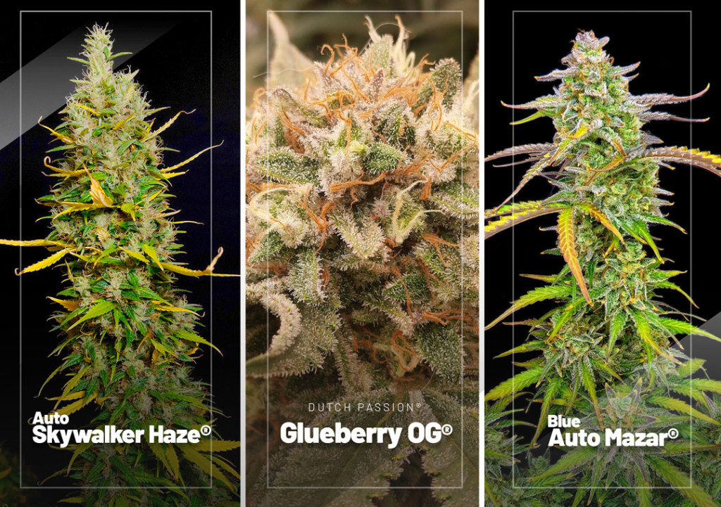 Best Cannabis Seed Reviews of March 2023 | Dutch Passion