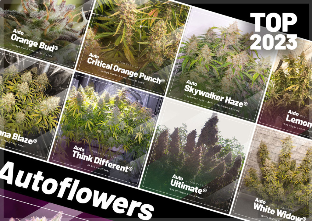 Autoflower Seeds - Top 10 Best Sellers of 2023 | Dutch Passion