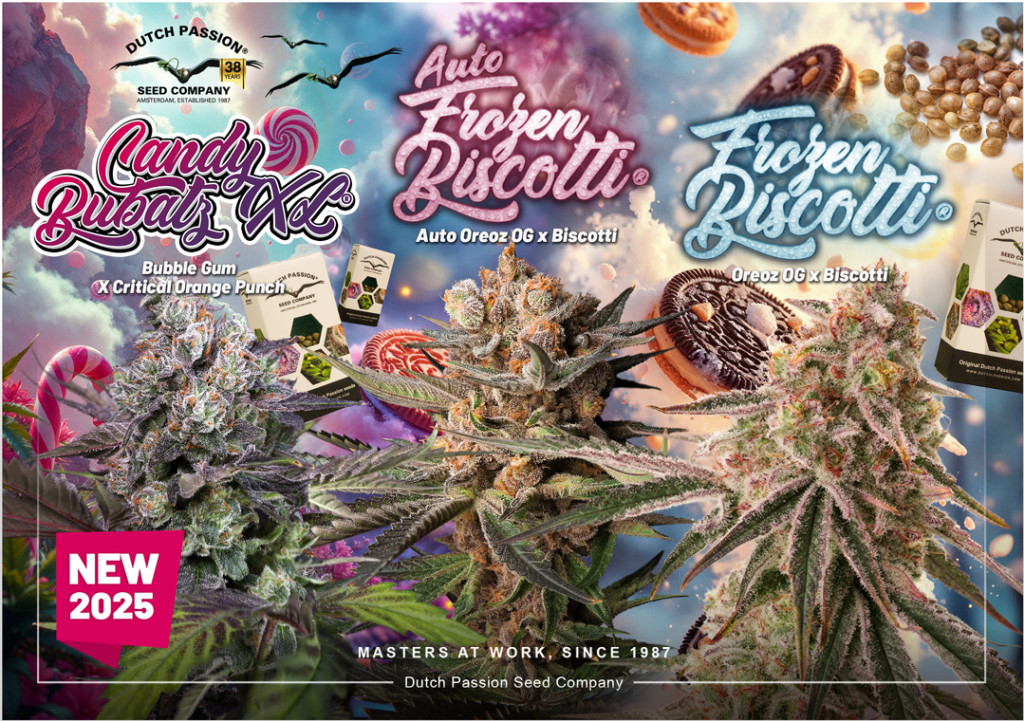 New feminised & autoflower seeds 2025 | Dutch Passion