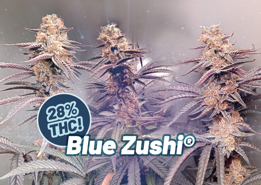 Dutch Passion's Blue Zushi hits 28% THC