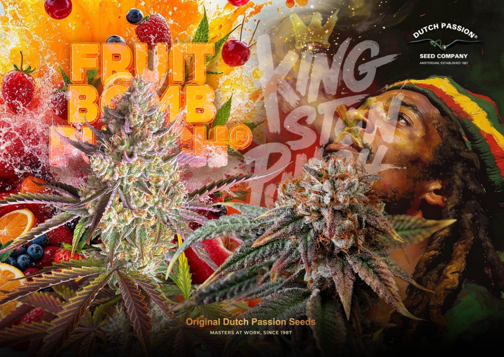 New Cannabis Seeds with Knockout Punch for 2026 | Dutch Passion New Cannabis Seeds with Knockout Punch for 2026 | Dutch Passion