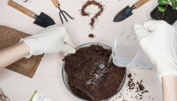 Jak wybrać najlepszą glebę do uprawy konopi