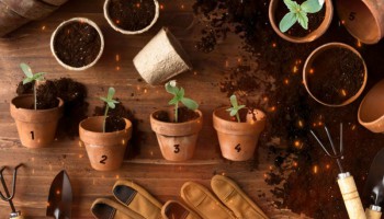 La Top 5 delle varietà di cannabis facili da coltivare per i principianti