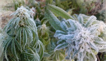 Las 5 mejores variedades de cannabis para climas más fríos
