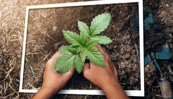 La Top 5 delle varietà da coltivare in piccoli spazi