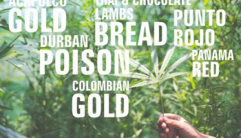 Cosa sono le varietà di cannabis landrace?