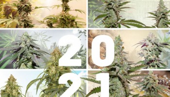 4 nuevas variedades de cannabis para descubrir en 2021