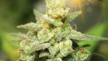 5 najpopularniejszych odmian Kush