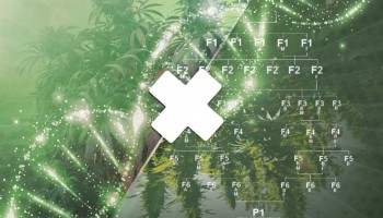 Los 5 mejores cruces de variedades de cannabis de la historia