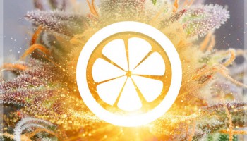 50 anni dopo, l’eredità delle varietà Orange è ancora molto forte