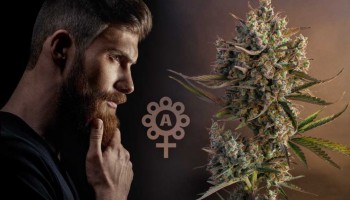 La storia non raccontata delle varietà di cannabis autofiorenti