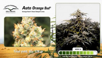 Vidéo time lapse de l’Auto Orange Bud