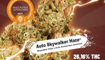 L’Auto Skywalker Haze testée avec un taux de THC de 26%!