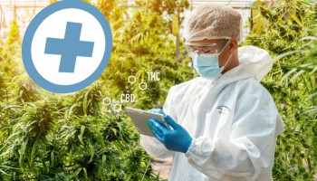 Las 5 mejores semillas de cannabis medicinal
