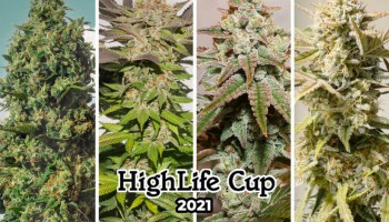 Highlife cannabis cup 2021 : una vittoria XXL