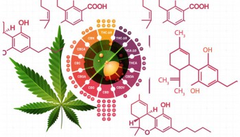 Elenco dei principali cannabinoidi e relativi effetti