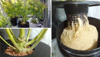 Las 5 mejores semillas de cannabis para cultivar en sistema hidropónico