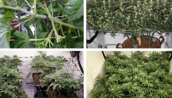 La Top 5 delle varietà di cannabis da coltivare in SCROG