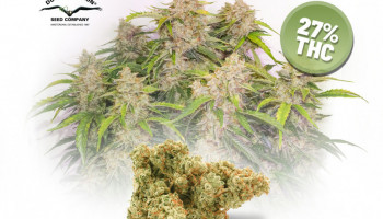 L’Auto Skywalker Haze testée indépendamment avec un taux de THC de près de 27% !