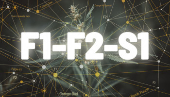 What are F1, F2, S1 cannabis seeds?