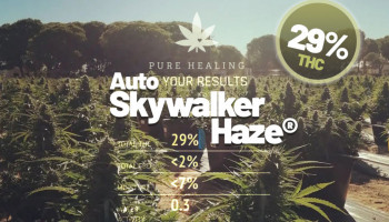 29% de THC registrado en Auto Skywalker Haze de Pure Healing (Purpl Pro)