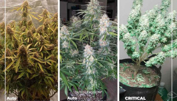 Recensioni di coltivazione dei semi di cannabis del mese (Novembre 2021)