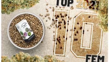 Las 10 mejores semillas de cannabis feminizadas del 2022