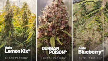 Reseñas mensuales de semillas de cannabis (diciembre 2021)